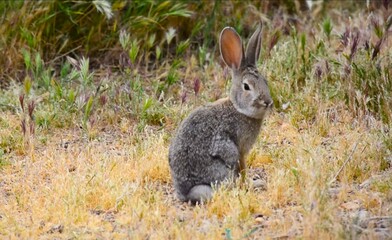 Rabbit in the wild.