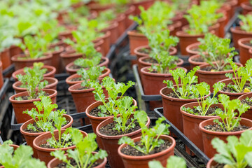 Potted seedlings sprout growing in the green house