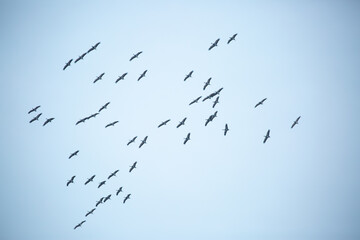 A flock of cranes flies in the sky. A flock of birds during seasonal migrations. Cranes -...