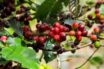 coffee cultivation in the mountains of Colombia showing its beautiful fruits 