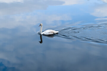 Fototapeta premium Cisne nadando hacia la izquierda en el lago
