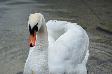 Retrato de cisne en el lago