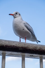 Obraz premium seagulls on a ledge and roof 