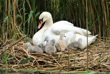 A mother duck leads her adorable brood of ducklings across the tranquil pond, their fluffy feathers...