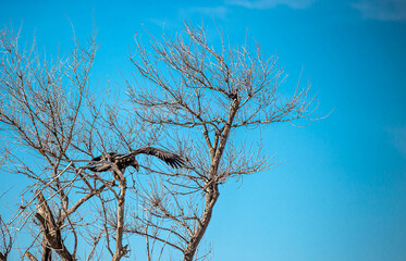 An eagle sitting on a tree against the sky.