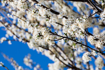 FIori di cilieggio in primavera