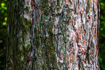 Close-up of the bark of a Pinus nigra tree, family Pinaceae.
