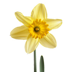 Daffodil, transparent background, isolated image, generative AI