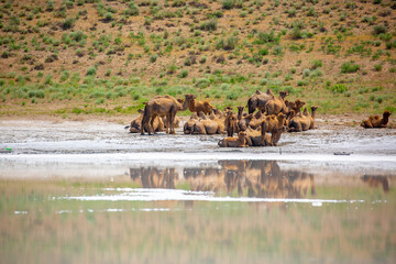 Camel caravan goes through the steppes of Kazakhstan in search of food. Arid desert steppe. The concept of heat and drought.
