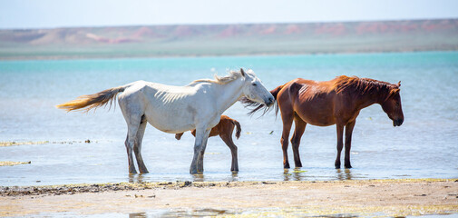 Horses on the lake. Beautiful horses with a foal in the wild, mane fluttering in the wind. Wild...