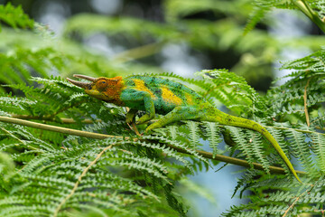 Farbenfrohes Dreihornchamäleon Männchen klettert in natürlicher Umgebung