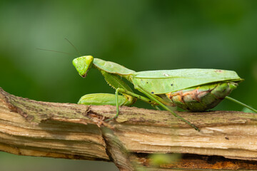 Makroaufnahme einer weiblichen Gottesanbeterin mit Blick in die Kamera