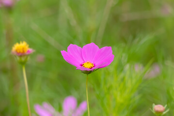 カラフルに咲く秋のコスモス　滋賀県守山市今浜コスモス園