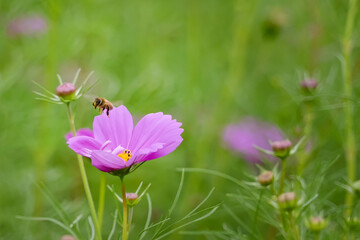 カラフルに咲く秋のコスモス　滋賀県守山市今浜コスモス園