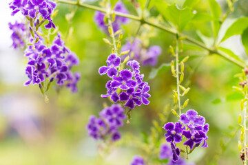 purple duranta flowers golden dewdrop sway in the wind on a green background