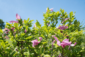 blooming magnolia bush with pink blossoms at springtime