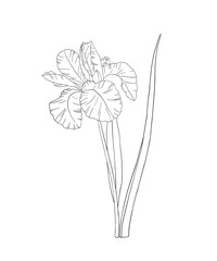 Coloring page for adults. Line art  coloring activity. Beautiful hand-drawn flower.  Mindful coloring for stress relief. Vector illustration