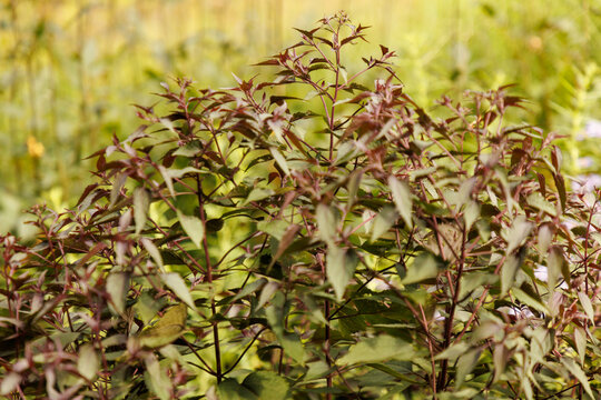 Wasserdost - Eupatorium rugosum 'Chocolate'