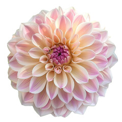 Fototapeta premium Dahlia white, transparent background, isolated image, generative AI