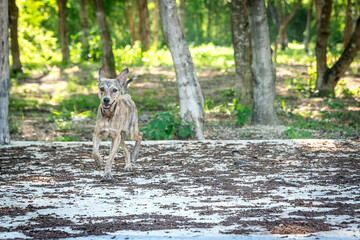 Dog enjoying and playing outside