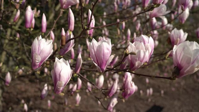 magnolia flowers on a tree in spring