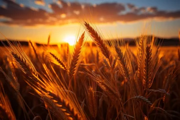 Zelfklevend Fotobehang Sun sets over wheat field, painting sky with hues of dusk in natural landscape © JackDong