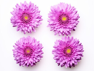 aster collection set isolated on transparent background, transparency image, removed background
