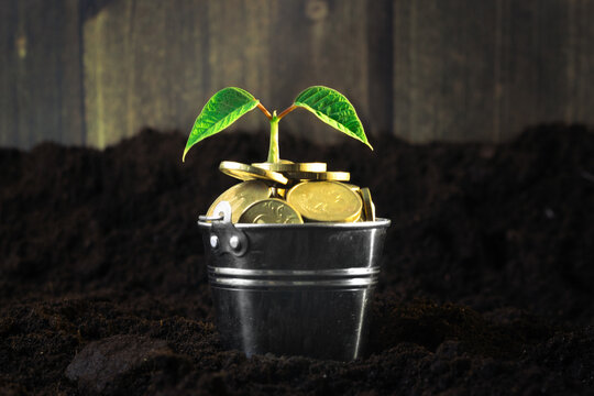 investment and banking, compound interest and savings concept, money tree