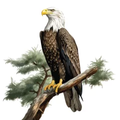 Foto op Plexiglas A majestic bald eagle perched atop a towering tree.  © Noman