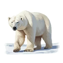 Foto op Canvas A majestic polar bear prowling across icy tundra.  © Noman