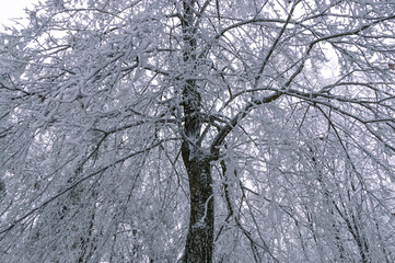 Obraz premium Frozen trees after a sudden cold snap. Ice on branches and leaves. Changeable weather. Frosty weather in winter. Panorama in the park in winter