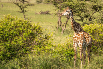 Fototapeta premium Masai giraffe calf (Giraffa tippelskirchi or Giraffa camelopardalis tippelskirchi), Olare Motorogi Conservancy, Kenya.