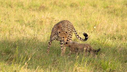 A cheetah  with cubs ( Acinonyx Jubatus) enjoying the golden light of the morning sun, Olare...