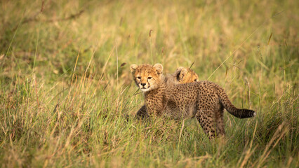 A cheetah cub ( Acinonyx Jubatus) enjoying the golden light of the morning sun, Olare Motorogi Conservancy, Kenya.