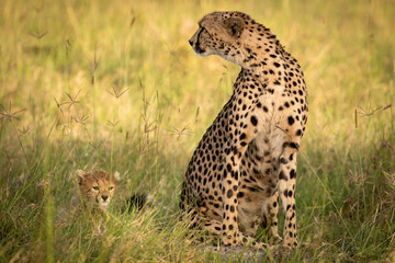 A cheetah  with cubs ( Acinonyx Jubatus) enjoying the golden light of the morning sun, Olare Motorogi Conservancy, Kenya.