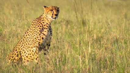 A female cheetah ( Acinonyx Jubatus) looking for prey, Olare Motorogi Conservancy, Kenya.