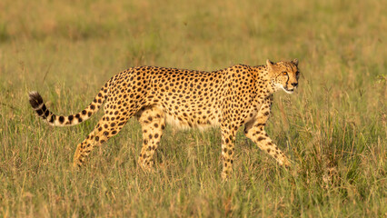 A female cheetah ( Acinonyx Jubatus) wondering around, Olare Motorogi Conservancy, Kenya.