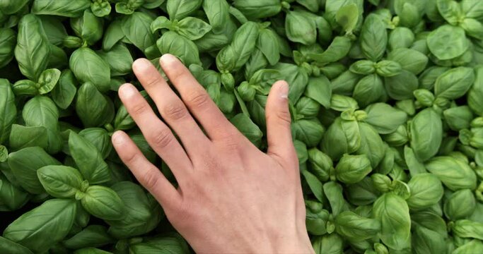 Super slow motion top view  macro of male farmer's hand gently caressing fresh green fresh organic juice basil plants in eco bio plantation garden or agricultural hypodermic greenhouse at 1000 fps.