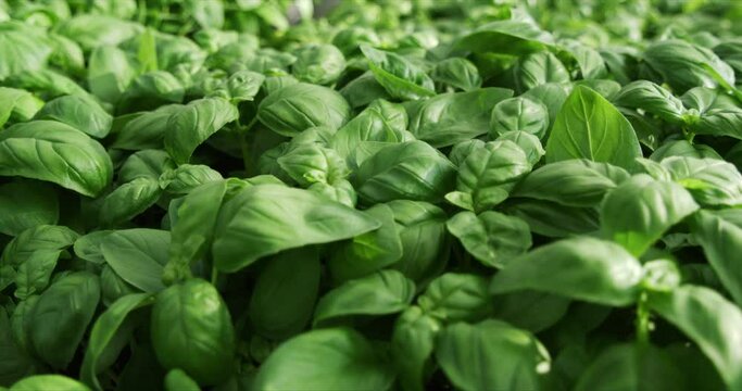 Super slow motion macro  slider of fresh green fresh organic juice basil plants growing in eco bio plantation garden or agricultural hypodermic greenhouse at 1000 fps.