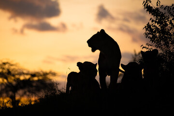 Lion pride ( Panthera Leo Leo) at sunset, Olare Motorogi Conservancy, Kenya.