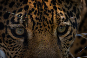 close up of leopard