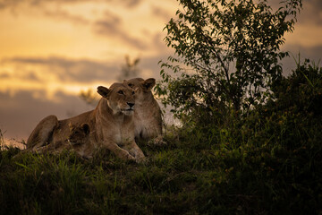 Lion pride ( Panthera Leo Leo) at sunset, Olare Motorogi Conservancy, Kenya.