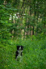 Naklejka na ściany i meble A Border Collie Mutt going for a walk on a trail in the forest