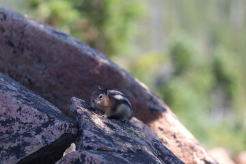 Chipmunk eating seeds on a rock in Yellowstone National Park