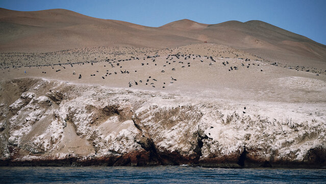 Fauna marina en islas ballestas, en Paracas, Peru