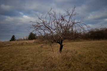 Dürrer Baum in karger Landschaft mit düsterer Stimmung - Rustikale Steppe