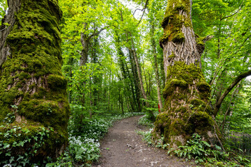 Baum mit Gesicht im Frühling auf Wald-Wanderweg - Baum mit Moos im Vordergrund