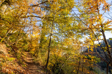 Fototapeta premium Goldener Herbstwald - Herbstwanderung