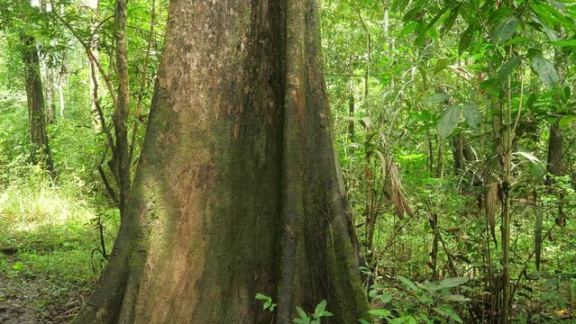 Old tree in amazonian rain forest ever green jungle. Sliding with Steady cam gimbal, POV personal perspective. Wide angle 4K