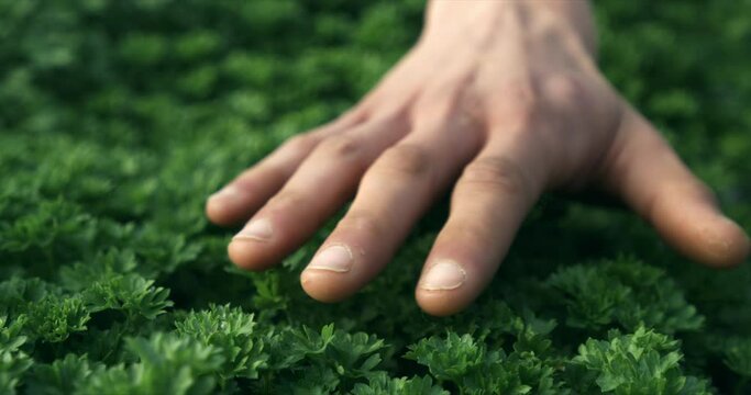 Super slow motion macro of male farmer's hand gently caressing fresh green fresh organic juice parsley plants growing in eco bio plantation garden or agricultural hypodermic greenhouse at 1000 fps.